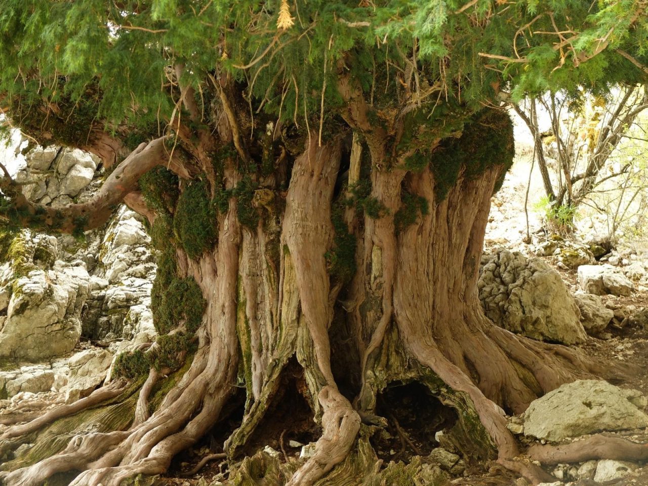 ¿cuáles son los árboles más viejos del mundo?