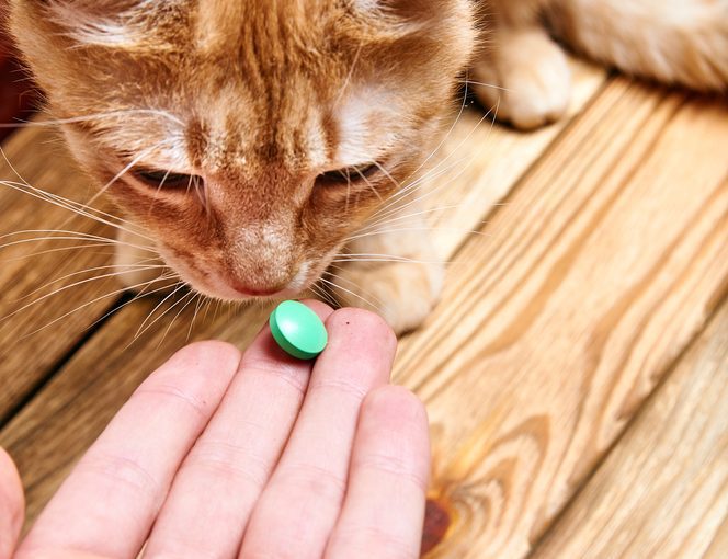 ¿cuántas dosis de desparasitante se le da a un gato?