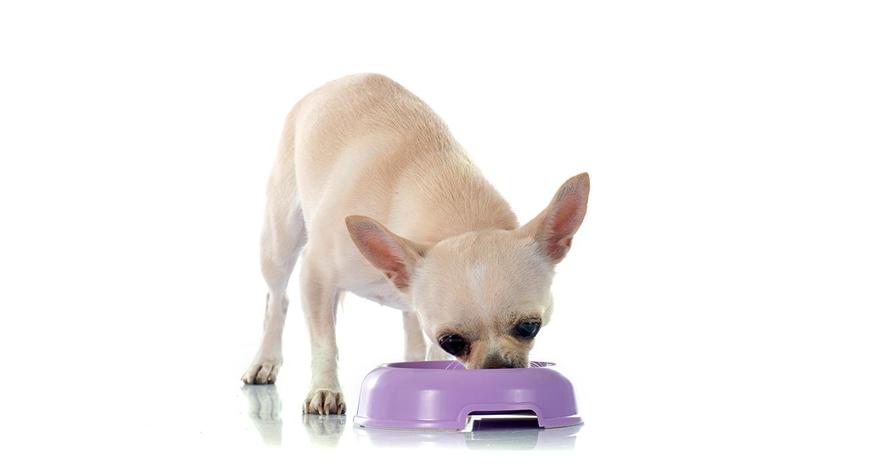 ¿cuántas veces debe comer un perro chihuahua cachorro?