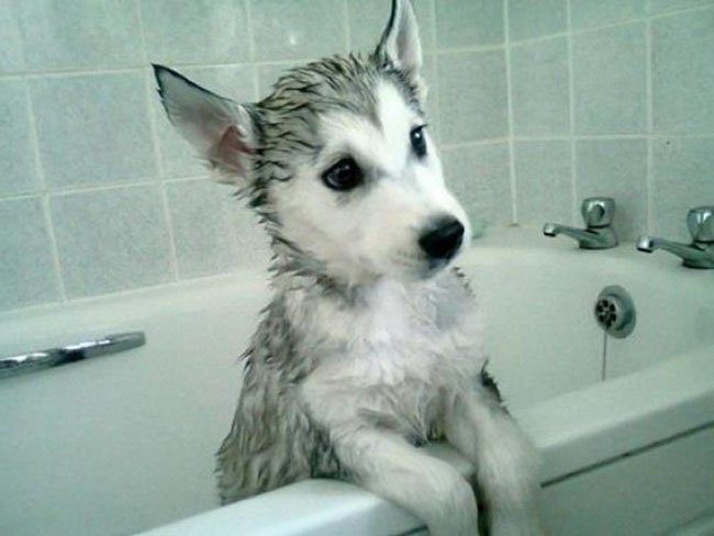 ▷ ¿cuántas veces se le puede bañar a un perro en un | Actualizado octubre 2022