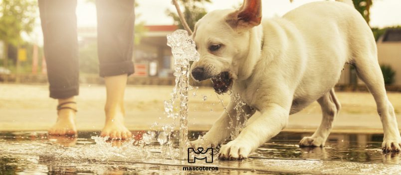 ¿cuánto tiempo puede estar un perro sin beber agua?