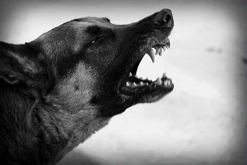 ¿dónde denunciar ruidos molestos por perros perú?