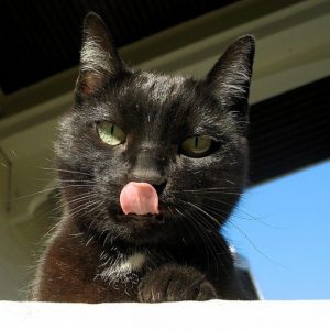 ¿qué pasa si un gato come remolacha?
