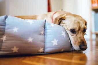 ¿qué puede comer un perro con úlcera gástrica?